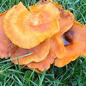 Meet your Posher, Malcolm